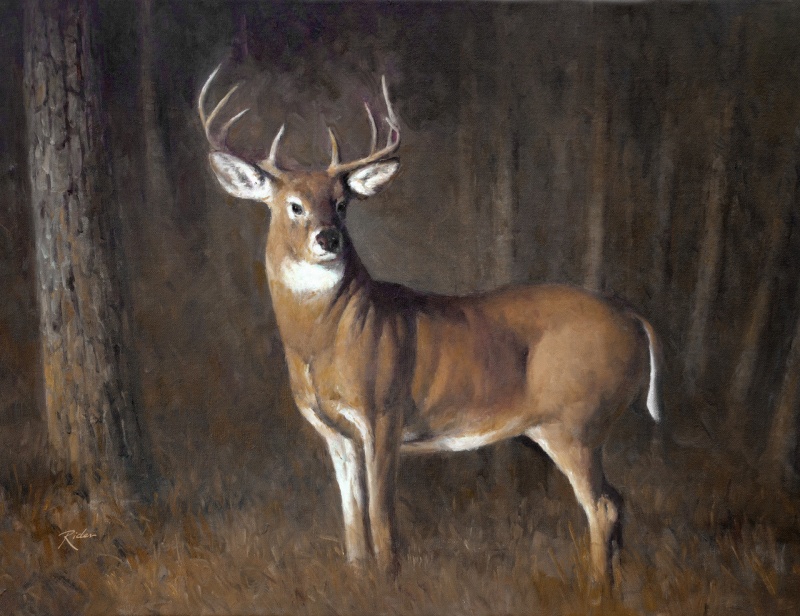 Deer In A Pine Forest Giclee