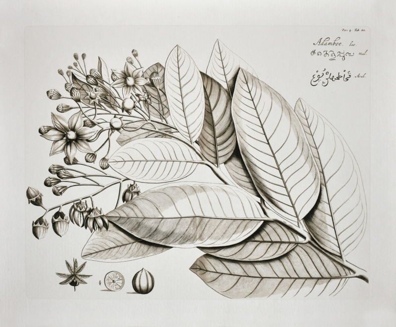 Vintage Botanical II Giclee