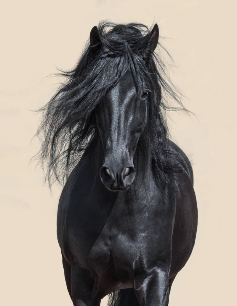 Black Horse Giclee