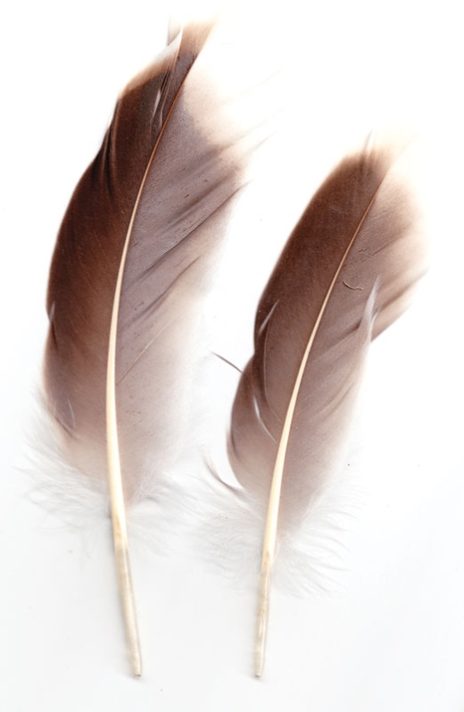 Natural Gray Goose Feather for Written Magick and Rituals