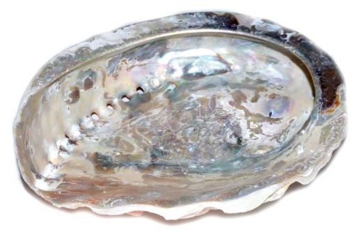4" Abalone Shell Incense Burner (Limited Quantity)