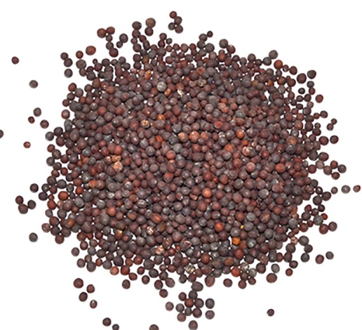 Brown Mustard Seed 1Oz - Whole Seeds for Culinary, Cosmetic & Magickal Use