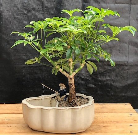Hawaiian Umbrella Bonsai Tree Land/Water Pot With Scalloped Edges (Arboricola Schefflera 'Luseanne')