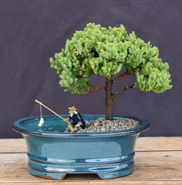Upright Juniper Bonsai Tree Land/Water Pot