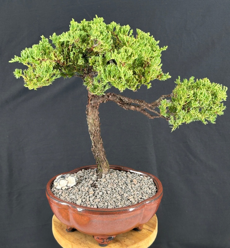 Juniper Bonsai Tree - Trained (Juniper Procumbens Nana)