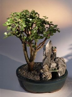 Baby Jade Bonsai Tree Stone Landscape Scene