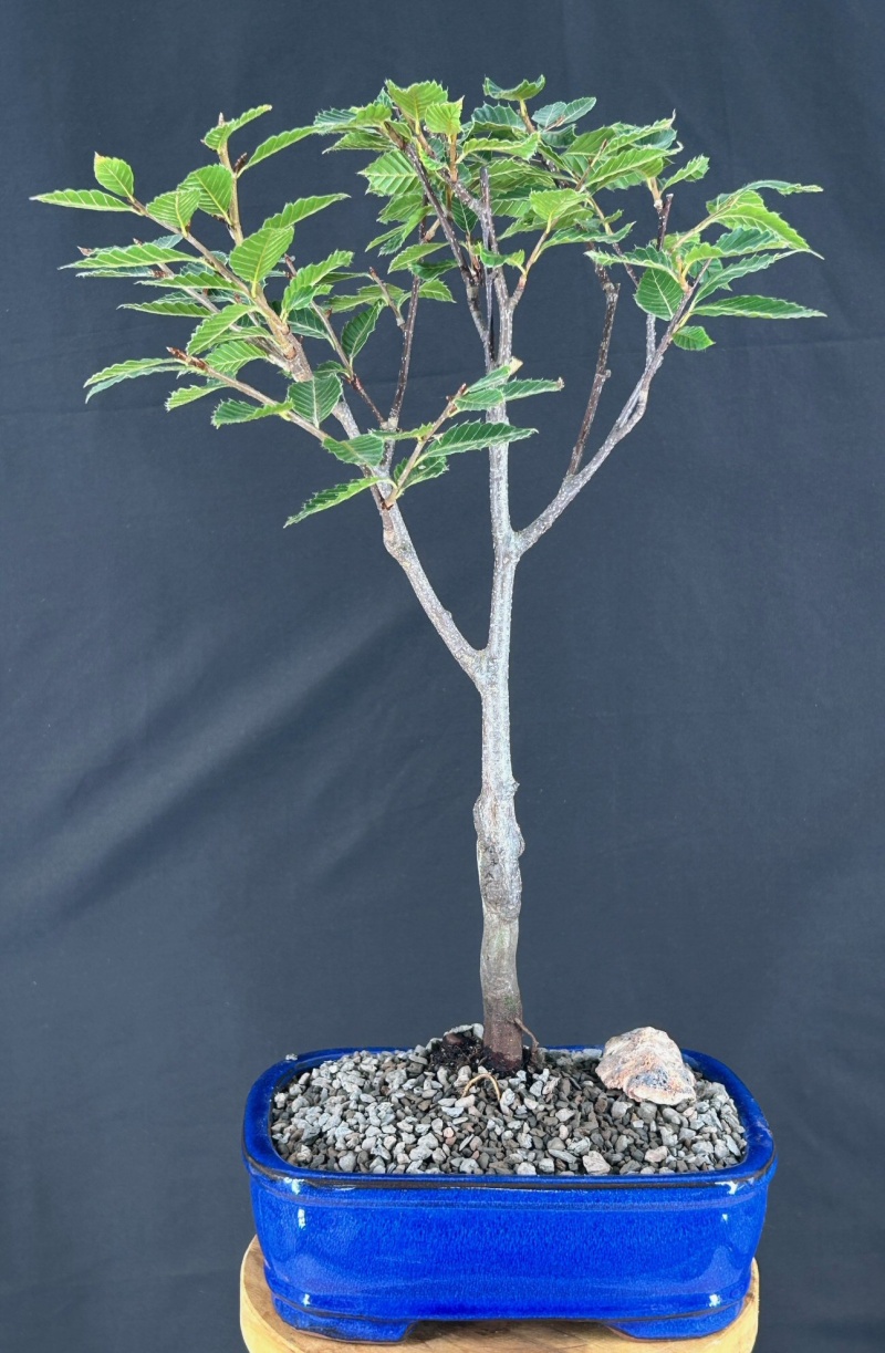 Japanese Blue Beech Bonsai Tree (Fagus Japonica)