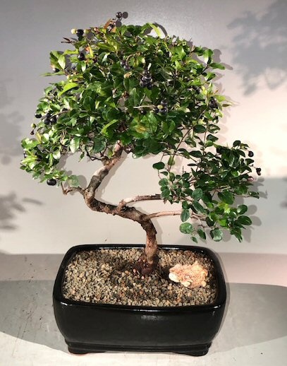 Sweet Plum Curved Trunk Bonsai Tree Large