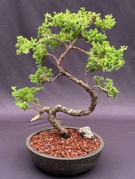 Juniper Bonsai Tree - Trained (juniper procumbens nana)