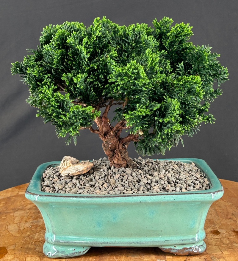 Hinoki Cypress Bonsai Tree Evergreen Conifer - Medium