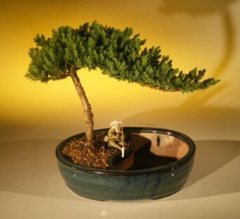 Juniper Bonsai Tree/Water Bonsai Pot - Medium (Juniper Procumbens "Nana")
