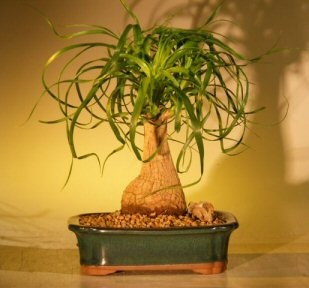 Ponytail Palm Bonsai Tree - Medium