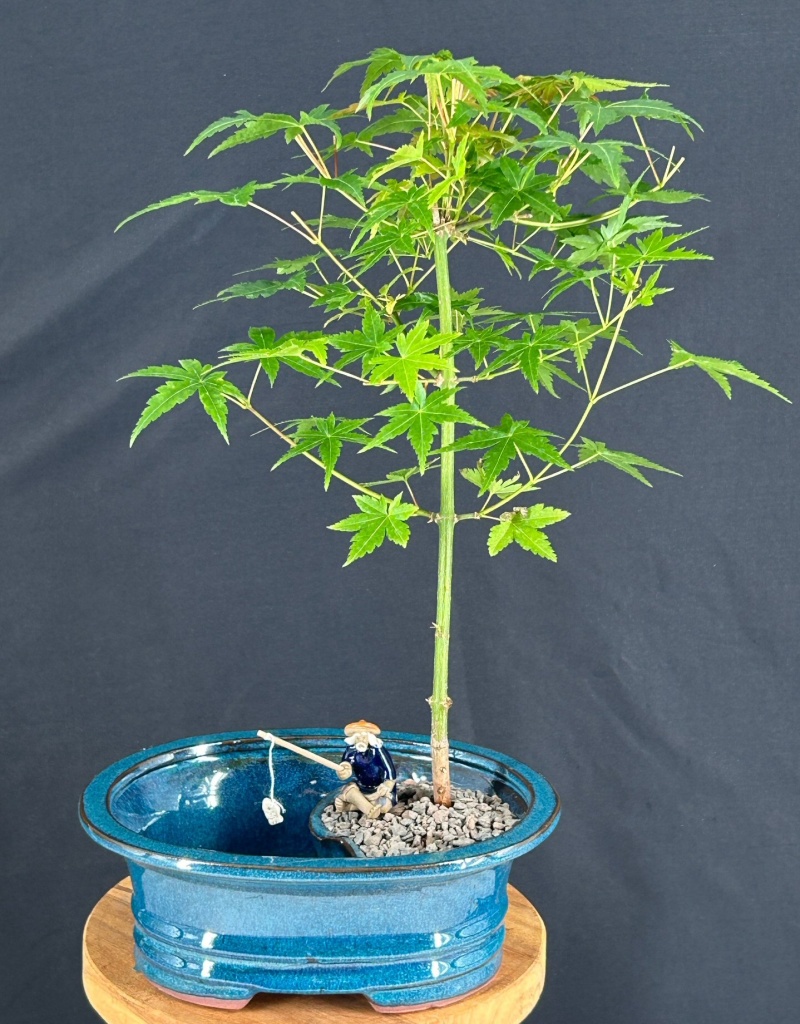 Japanese Green Maple Bonsai Tree Land/Water Pot (Acer Palmatum)