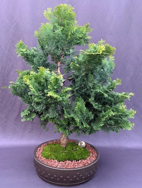 Hinoki Cypress Bonsai Tree (Chamecyparis Obtusa 'Nana Gracilis')