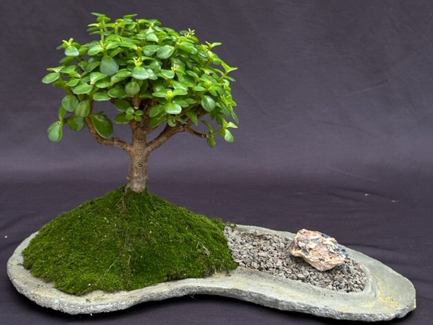 Baby Jade On Rock Slab Bonsai Tree