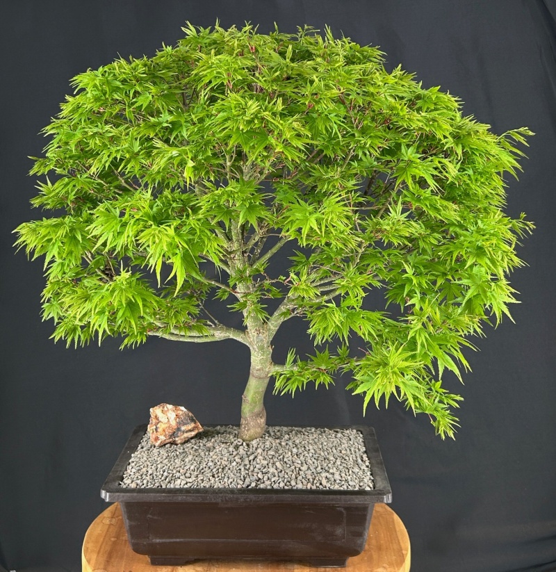 Dwarf Sharp's Pygmy Japanese Maple Bonsai Tree