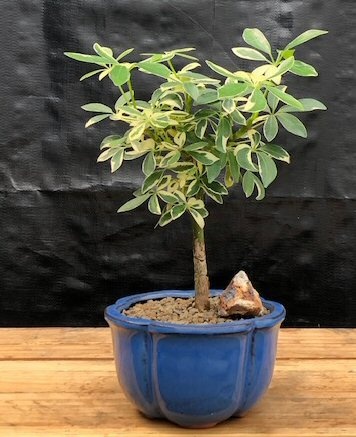 Golden Hawaiian Umbrella Bonsai Tree - Small (Arboricola Schefflera 'Luseanne')