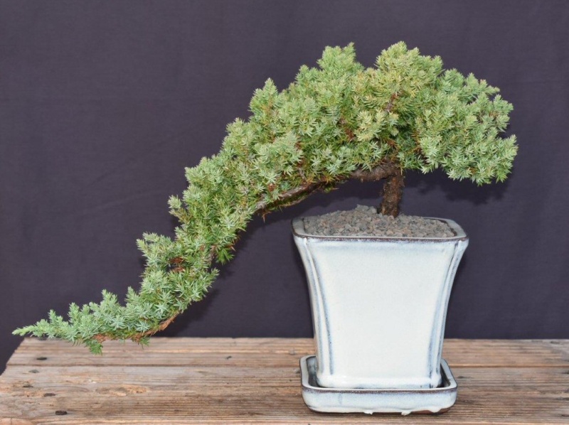 Juniper Bonsai Tree - Cascade Style