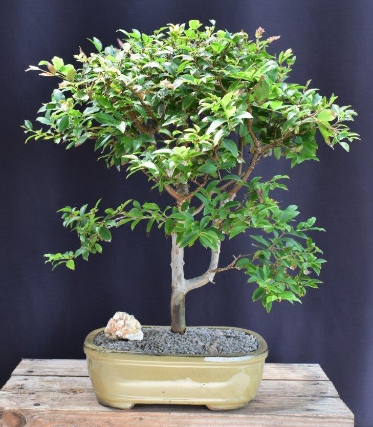 Flowering Jaboticaba Bonsai Tree (Eugenia Cauliflora)