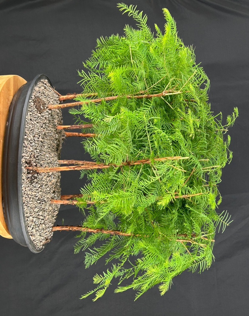 Dawn Redwood 9 Tree Forest Group