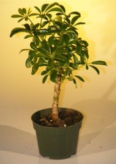 Small Pre-Bonsai Hawaiian Umbrella Tree (Arboricola Schefflera 'Luseanne')