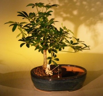 Hawaiian Umbrella Bonsai Tree Land/Water Pot - Medium (Arboricola Schefflera 'Luseanne')