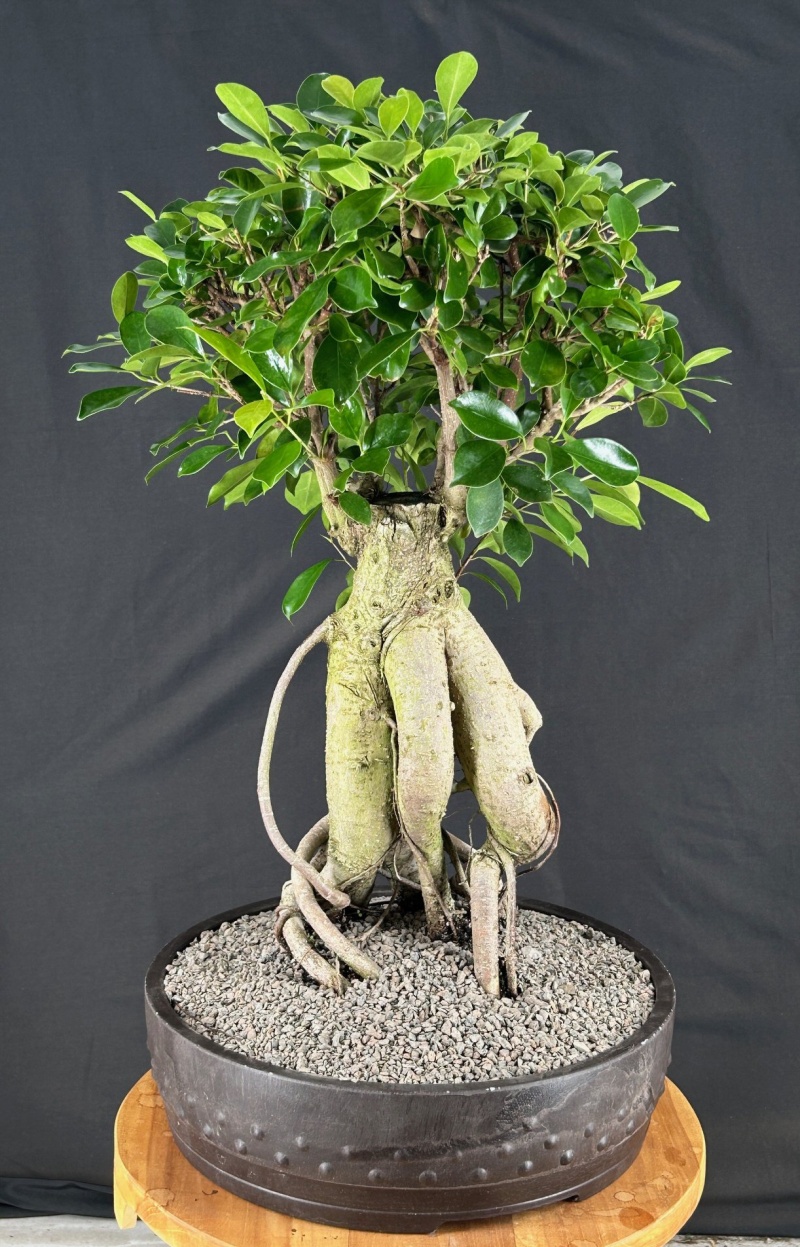 Ginseng Ficus Bonsai Tree (Ficus Retusa)