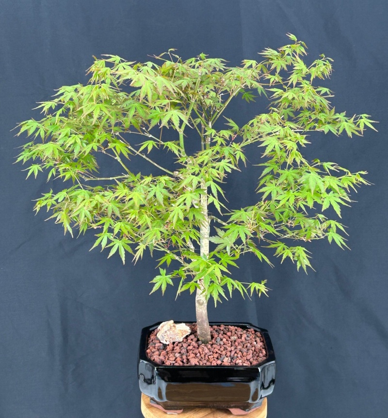 Trained Japanese Green Maple Bonsai Tree (Acer Palmatum)