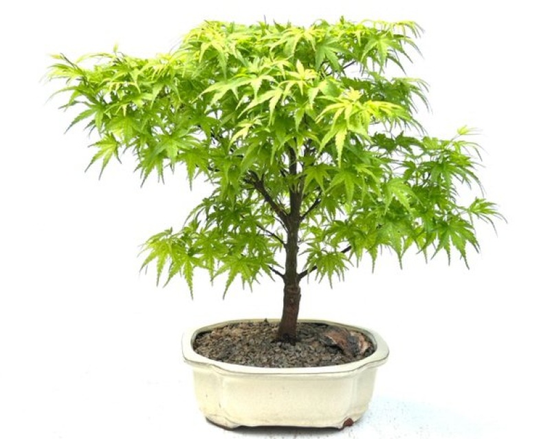 Dwarf Sharps Pygme Japanese Maple Bonsai Tree (Acer Palmatum 'Sharps Pygme')