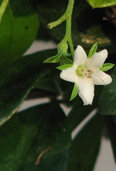Flowering Fukien Tea Bonsai Tree Semi Cascade Style (Ehretia Microphylla)