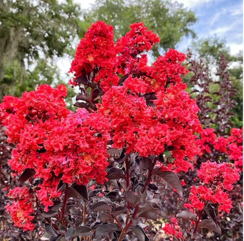 Flowering Crape Myrtle Bonsai Tree (Black Diamond)