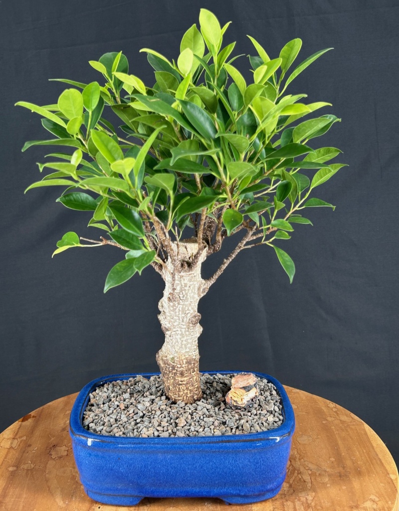 Ficus Retusa Bonsai Tree Aged Straight Trunk (Ficus Retusa)