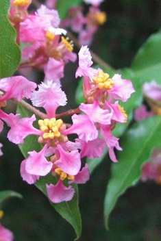 Flowering Barbados Cherry Bonsai Tree Three (3) Tree Forest Group (Malpighia Pendiculata)