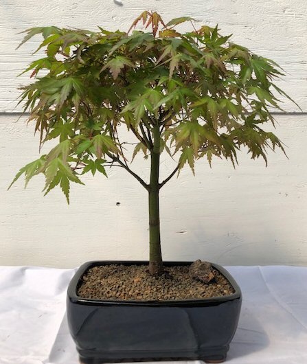 Japanese Green Maple Bonsai Tree - Large (Acer Palmatum)