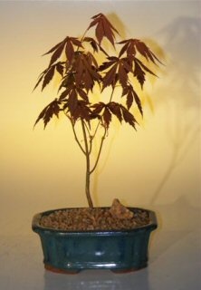 Japanese Red Maple Bonsai Tree - Small