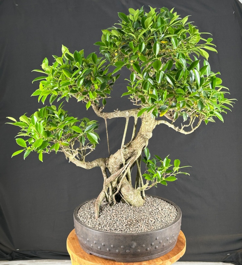 Ficus Retusa Bonsai Tree Banyan Style (Ficus Retusa)