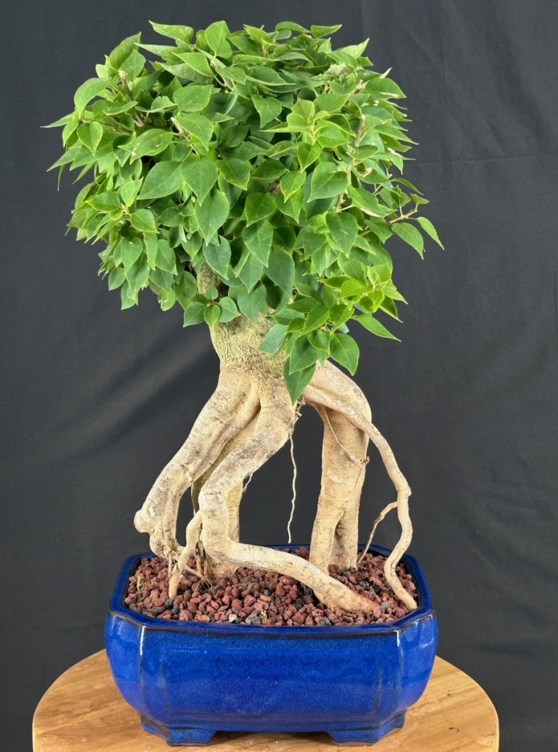 Flowering Bougainvillea Bonsai Tree Exposed Roots (Pink Pixie)