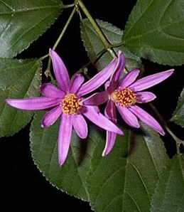 Flowering Lavender Star Flower Bonsai 3 Tree Forest Group