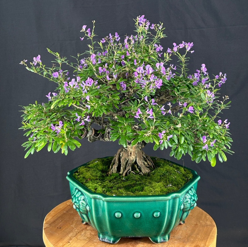 Flowering Vietnamese Blue Bell Bonsai Tree