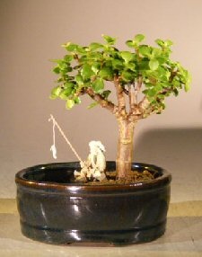 Baby Jade Bonsai Tree Land/Water Pot - Small