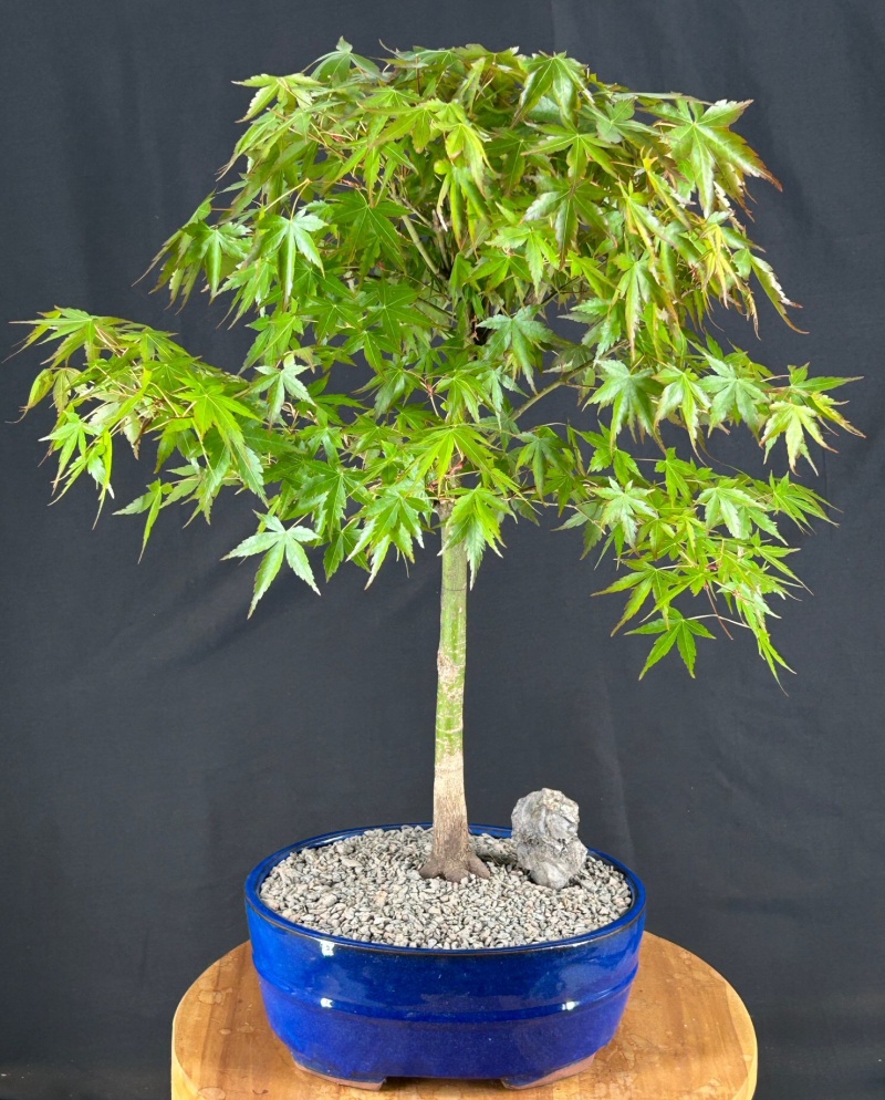 Trained Japanese Green Maple Bonsai Tree (Acer Palmatum)