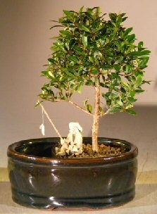 Flowering Brush Cherry Bonsai Tree Land/Water Pot - Small (Eugenia Myrtifolia)