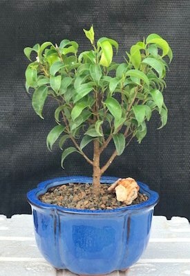 Ficus 'Too Little' Bonsai Tree - Small (Ficus Benjamina "Too Little")