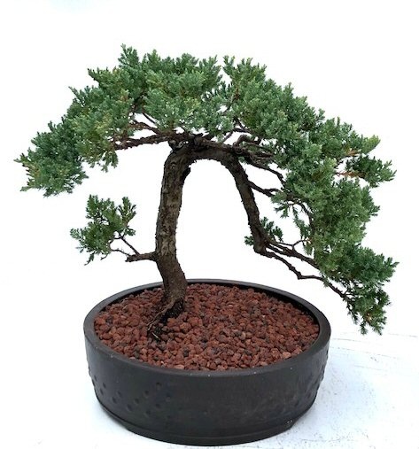 Juniper Bonsai Tree - Trained (Juniper Procumbens Nana)