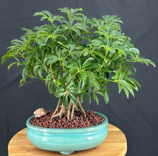 Hawaiian Umbrella Bonsai Tree Exposed Roots (Arboricola Schefflera 'Luseanne')