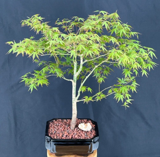 Trained Japanese Green Maple Bonsai Tree (Acer Palmatum)