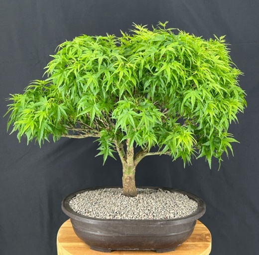 Sharp's Pygmy Dwarf Japanese Maple Bonsai Tree (Acer Palmatum 'Sharps Pygme')