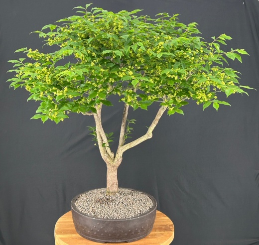 Flowering Burning Bush Bonsai Tree (Euonymous)