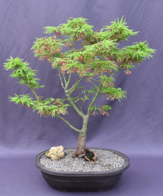 Japanese Green Maple Bonsai Tree (Acer Palmatum 'Mikawa Yatsubusa')