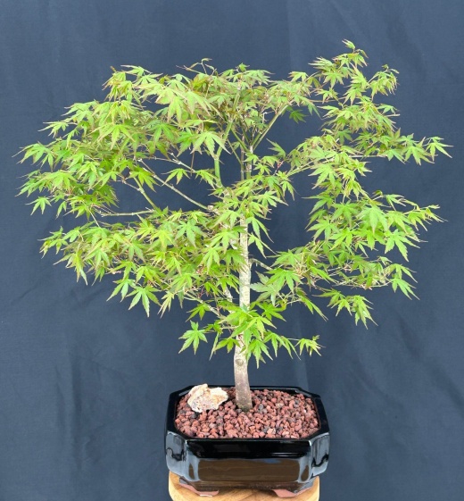 Trained Japanese Green Maple Bonsai Tree (Acer Palmatum)